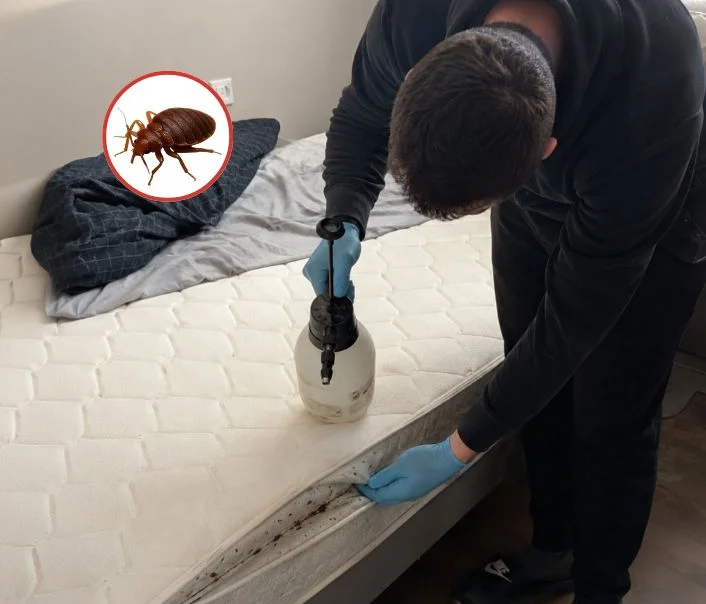 Technicien traitant un matelas contre les punaises de lit à Sammeron